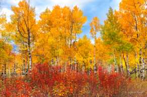 Aspens near Flagstaff-4315.jpg